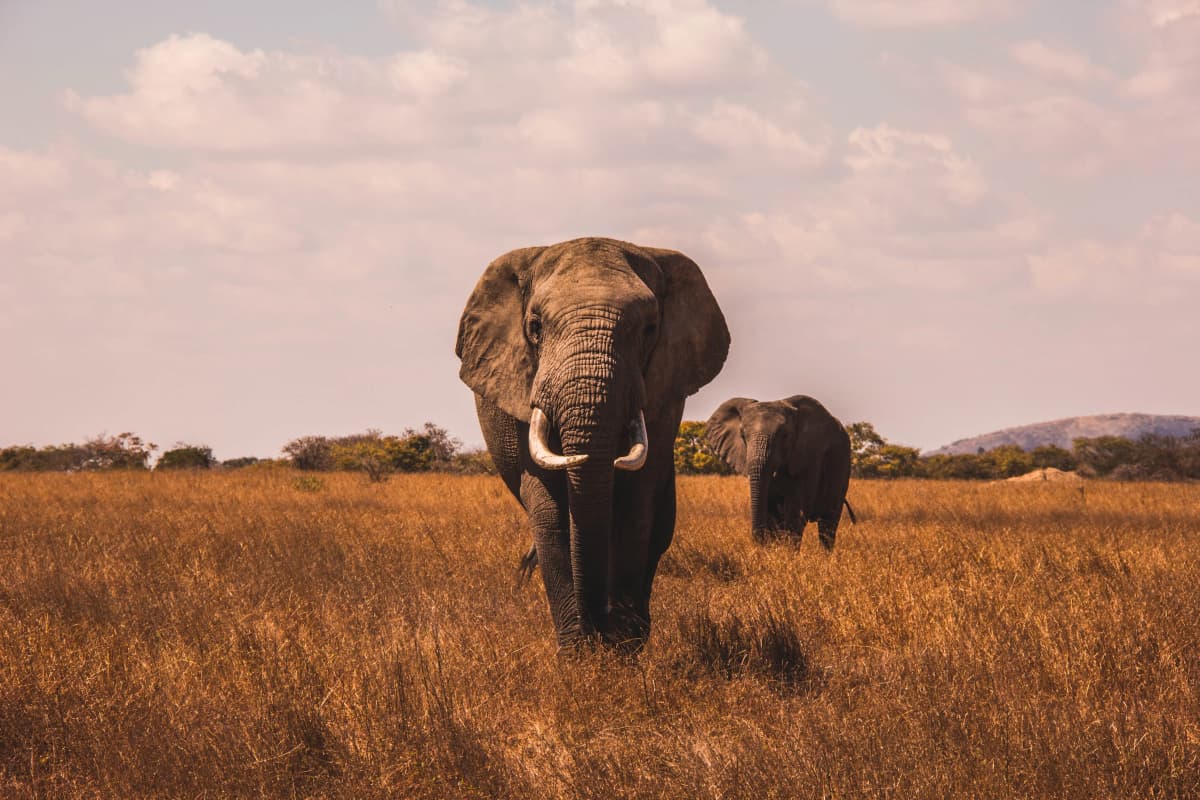  Tarangire to Central Serengeti National Park 