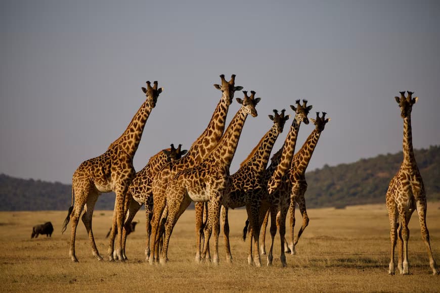 Central Serengeti to Ngorongoro Conservation Area 