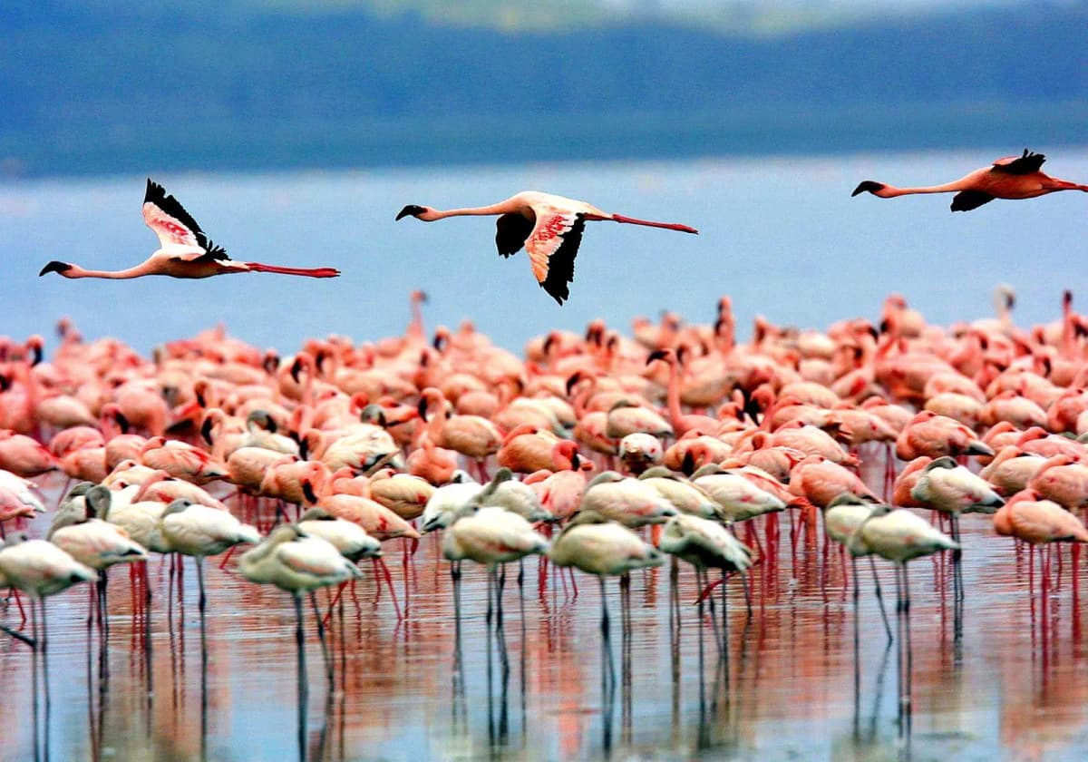 Karatu - Lake Manyara National Park -Moshi/Airport