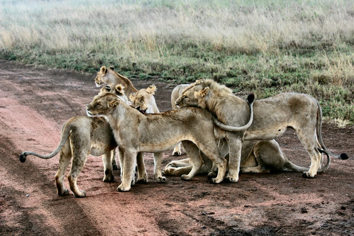 Lake Manyara National Park 