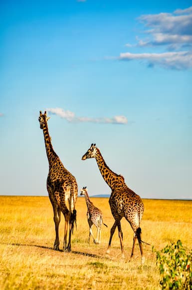 North Serengeti National Park