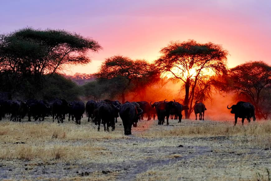 Tarangire National Park to Serengeti National Park 