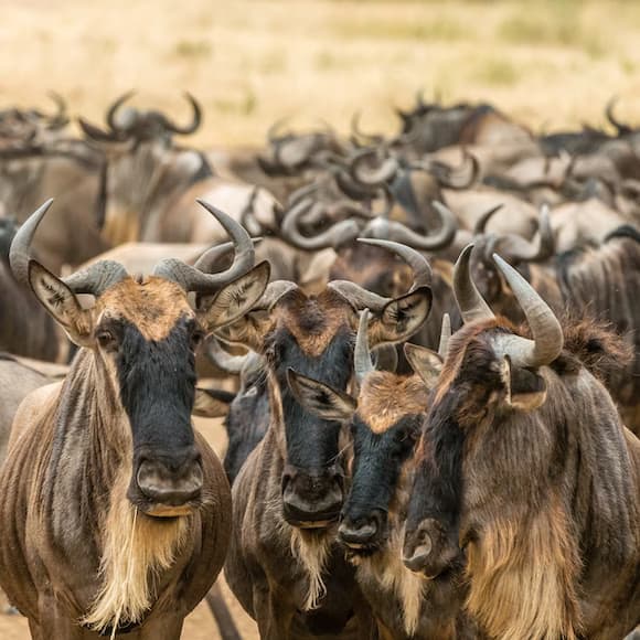  Full Day in Serengeti Migration Routine 